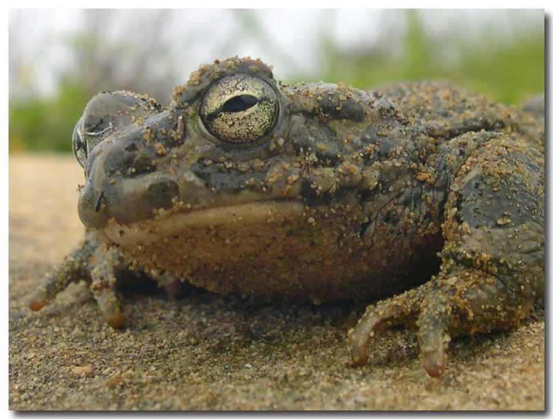 Bufotes siculus fotografato ieri a Gela (CL)